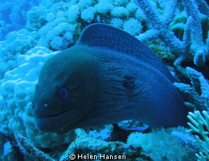 EEl by Helen Hansen 